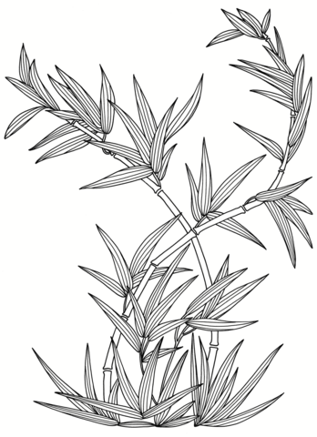 Bamboo Plant Coloring Page